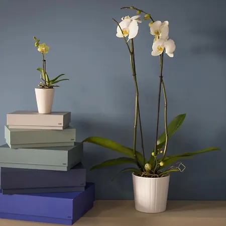 Aurum Bicocca 4* Milan